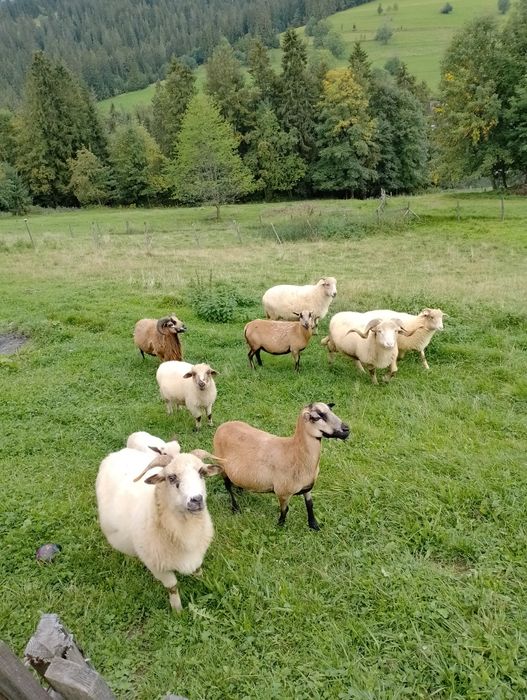 Młode baranki kamerunskie i kozy