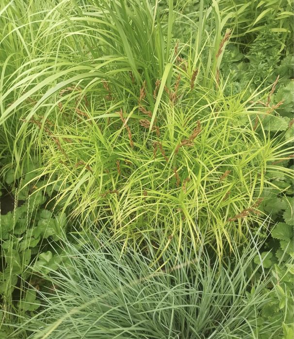 Погонаретум, просо, садовый злак, злаки