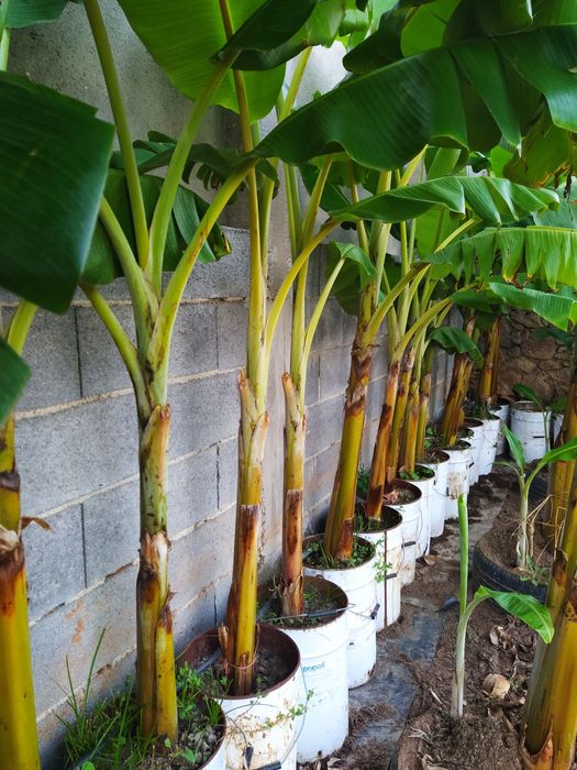 Bananeiras envasadas p/ venda