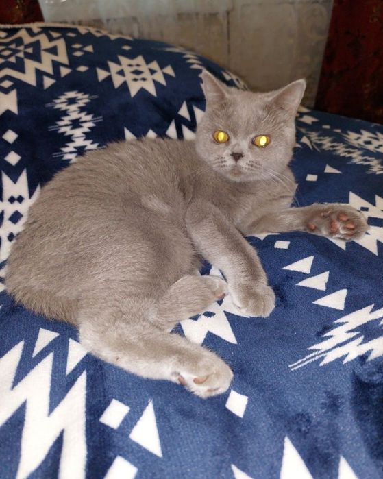 Кошечка Скоттиш страйт. Харьков.