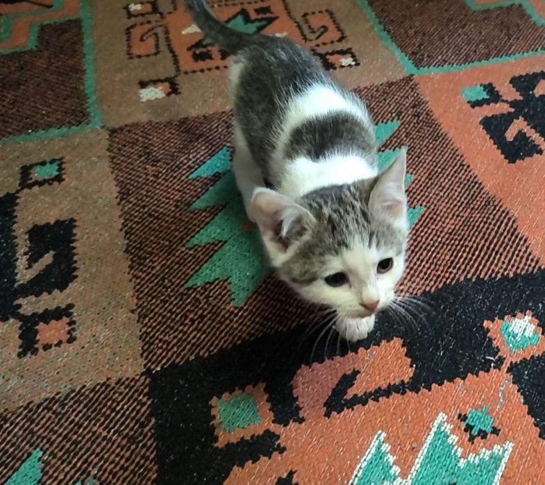 Віддам кошеня в добрі руки