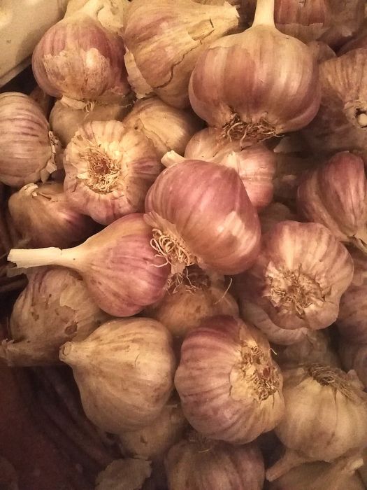 Czosnek zimowy Harnaś do sadzenia i jedzenia