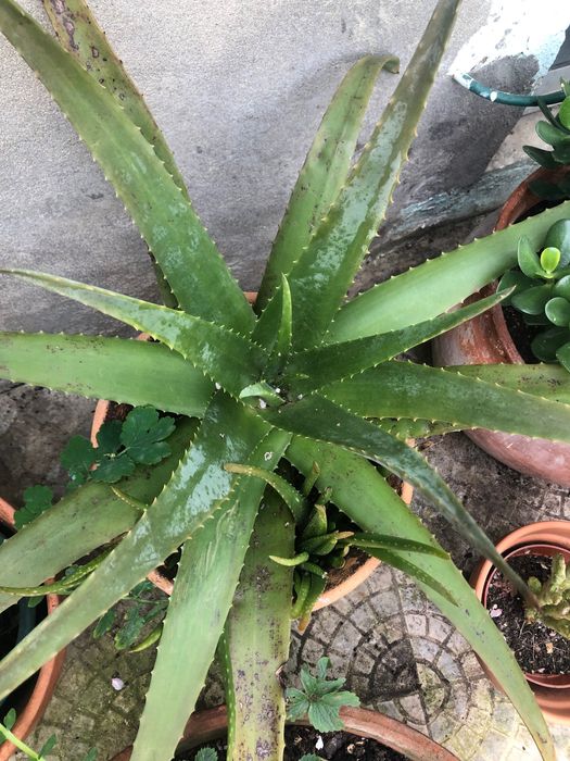 Aloe Vera / Babosa - pequeno