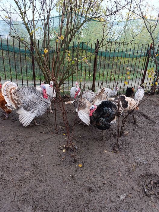 Індиків породи "голубий аспідний" та мішані