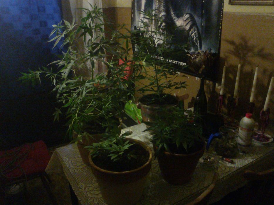 Susz Roślinny 10g Marihuana CBC CBL CBN CBG Cannabis Flos 10g MIX