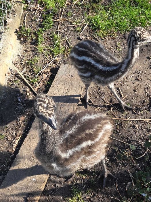 Struś emu para samiec samica