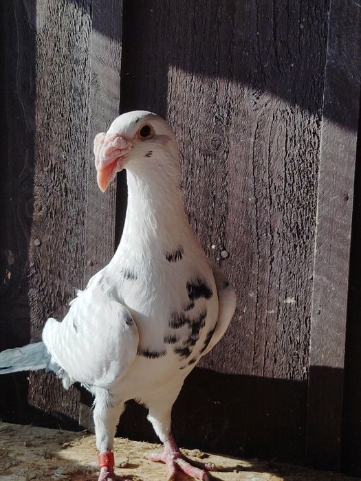 Gołębie rzeszowskie