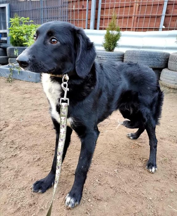 Wylękniony Pędzelek szuka domu