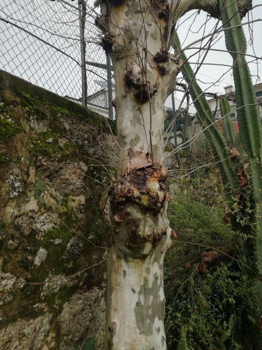 Nogueira,e plátano lindo.para madeira..