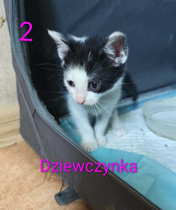 Kotki szukają domu.