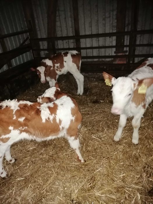 Cielaki jalowki bydło