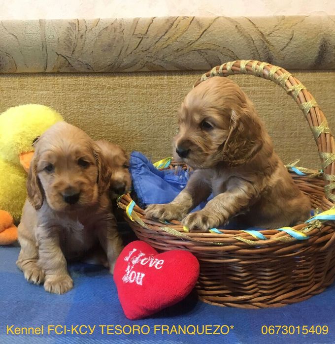 Породні, яскраві цуценята англійського кокер-спаніеля!