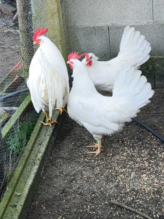 Galos  e galinhas Leghorn  White.
