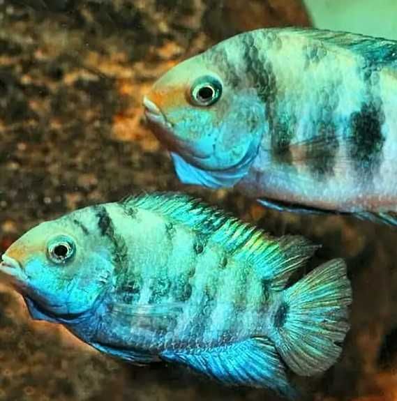 Amatitlania sp. Honduran Pielęgnica Honduraska