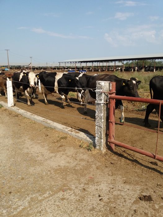 Продам племенных телок!