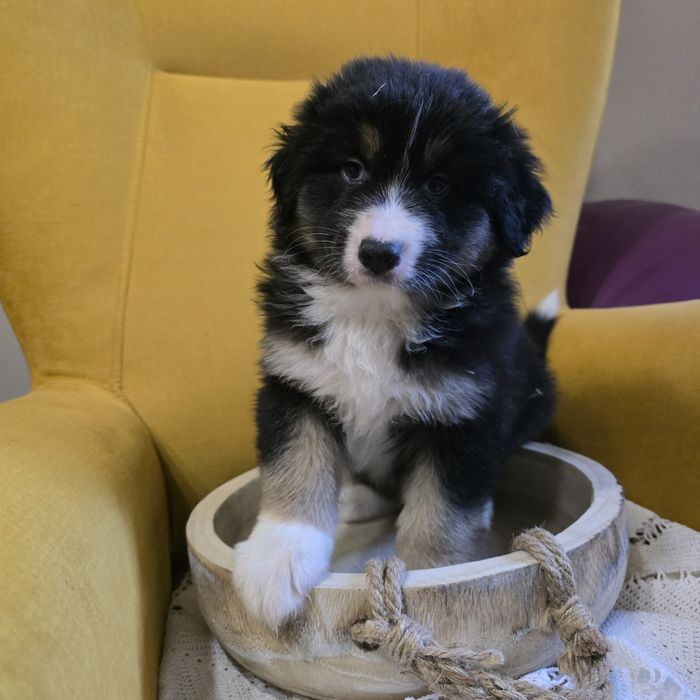 Owczarek australijski FCI suczka Morfina