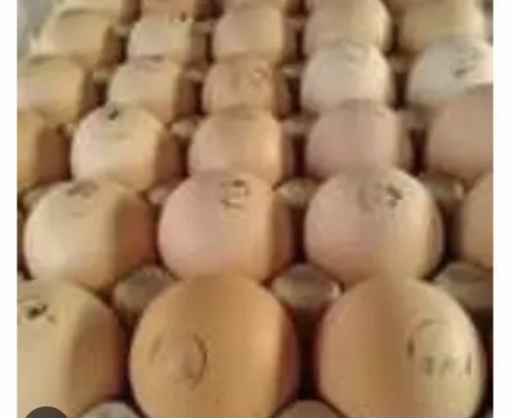 Інкубаційні яйця бройлерів Кобб 500