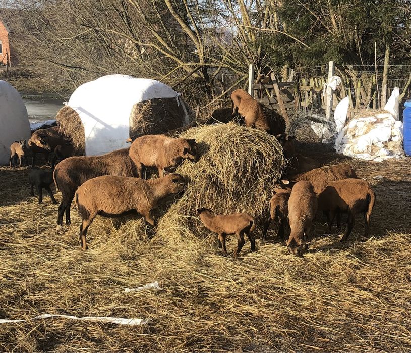 Młode owce kameruńskie