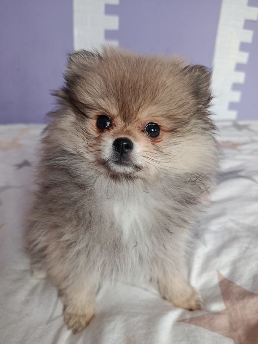 Померанський шпіц дівчинка
