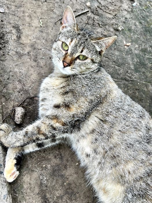 Стерилізовані киці