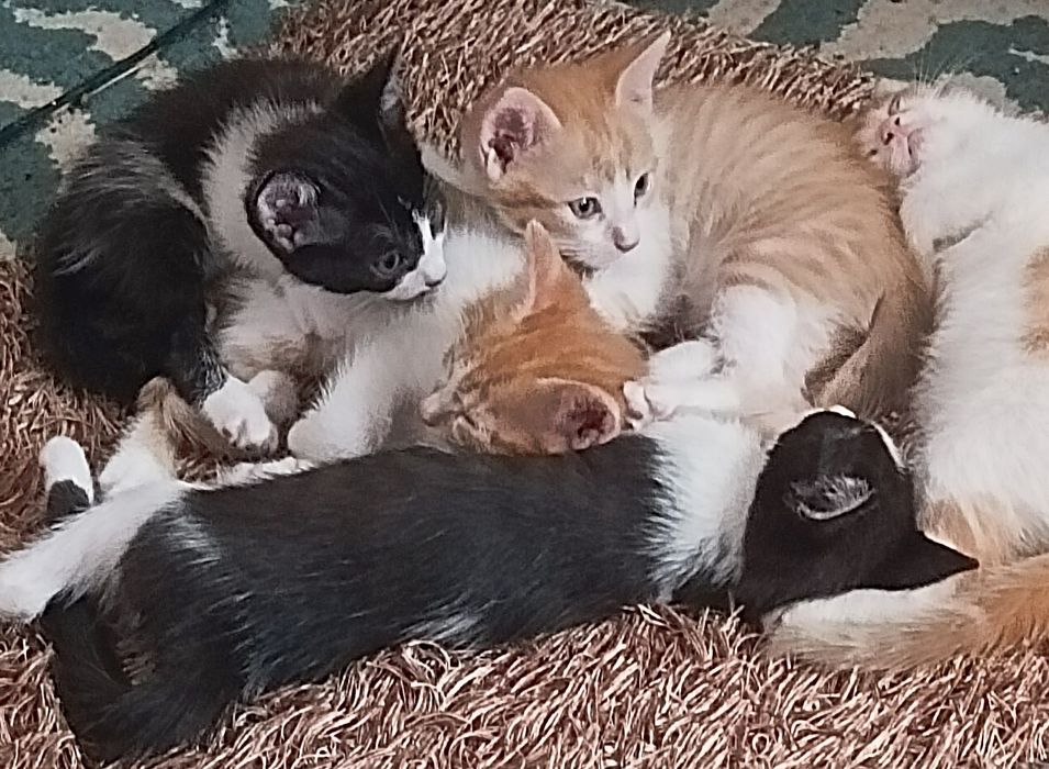 Gatinhos para oferecer