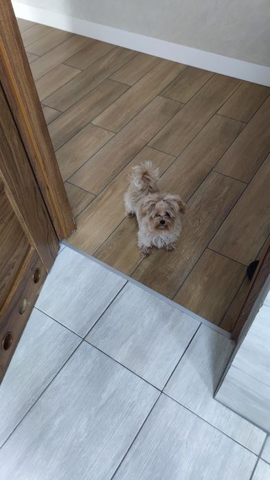 Maltipoo F1 piesek