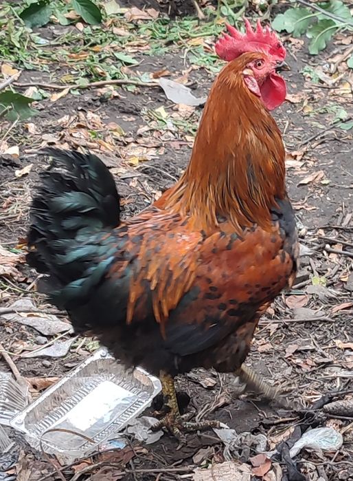 Куротерапия петушки , петухи ,