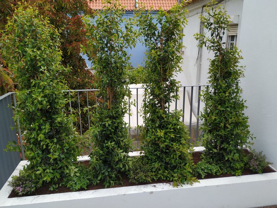 Jardinagem e manutenção