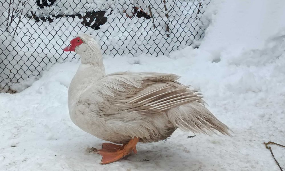 Утки  мускусні ( індоутки ) маленькі утя  та дорослі утки