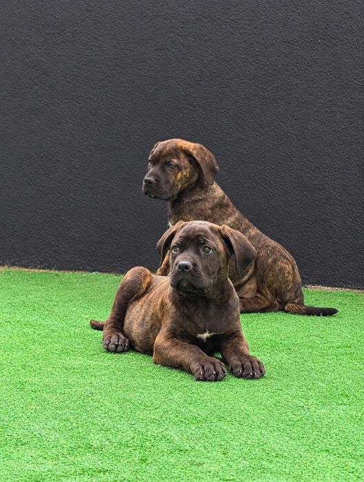Cane corso tigrado