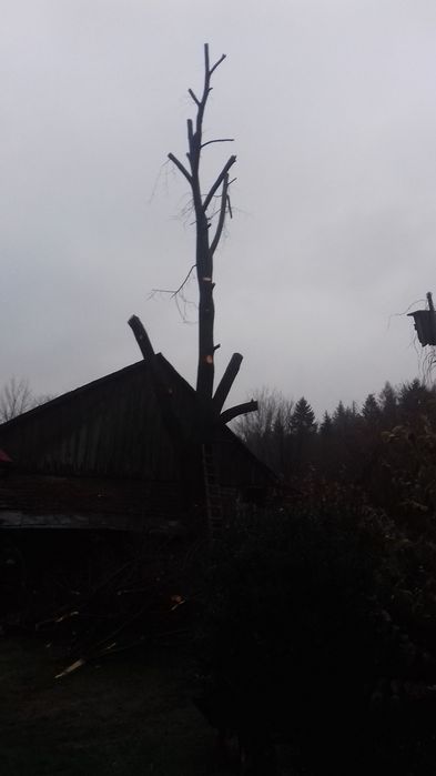 Wycinka drzew trudnych