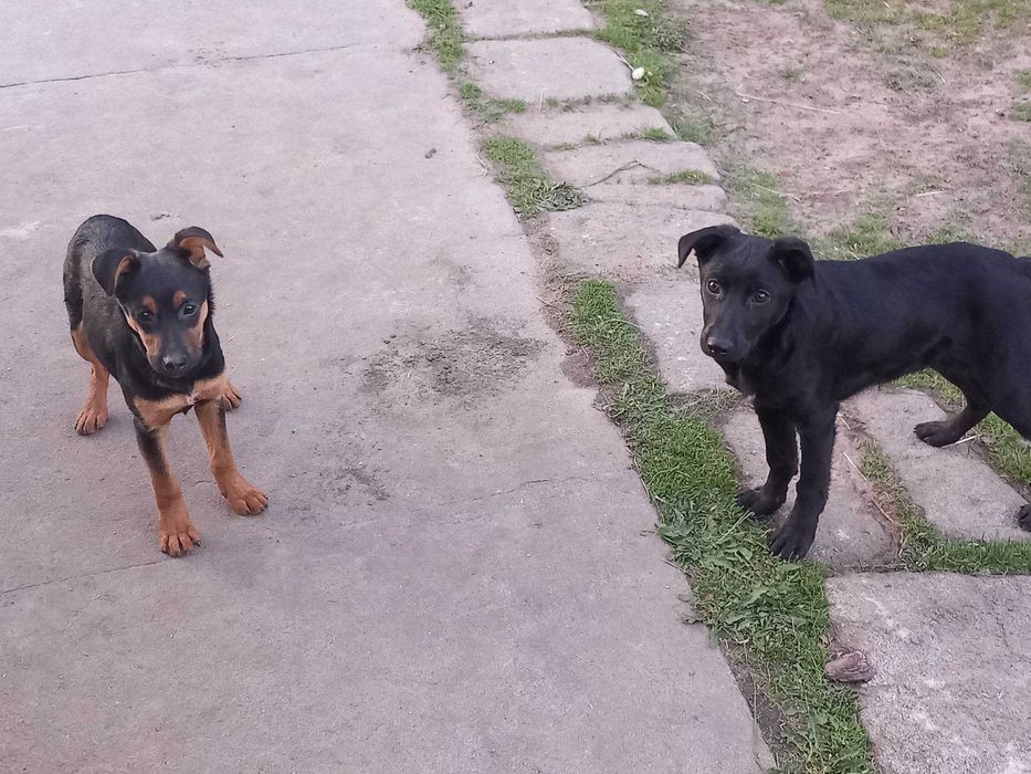 Oddam psy w dobre ręce (samce)