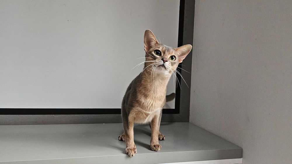 Kot abisyński Niebieski