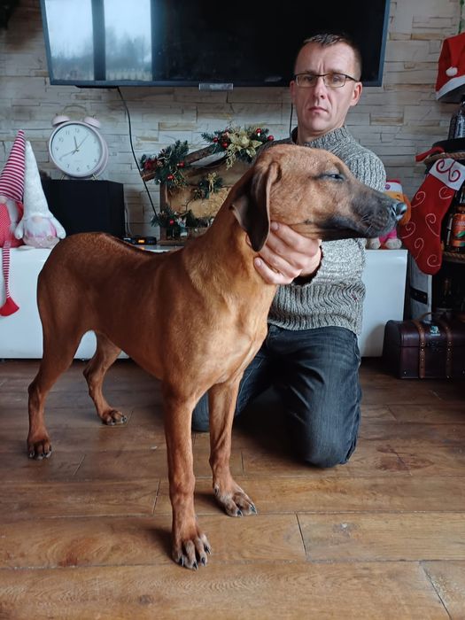 Rhodesian Ridgeback ZKwP FCI Piękna suczka ŚLĄSK CENA CAŁKOWITA