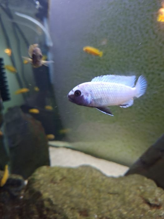 Pseudotropheus Polit F1,pyszczaki,malawi