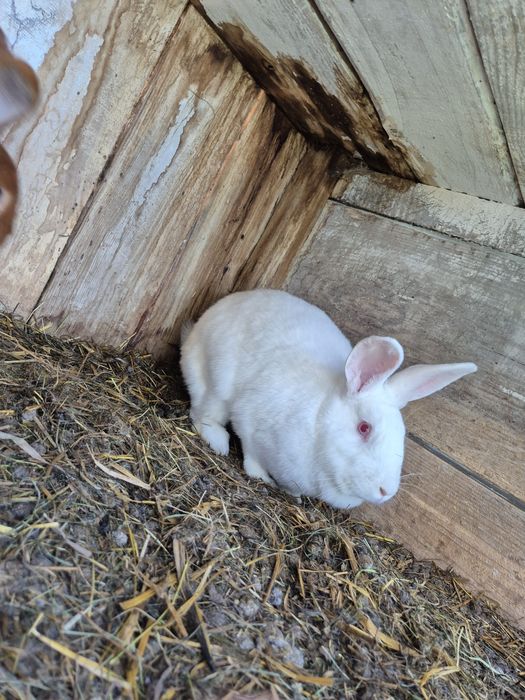 Samice nowozelandzkie i termondzkie