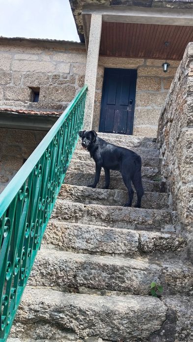 Sou o Zeus procuro uma família nova