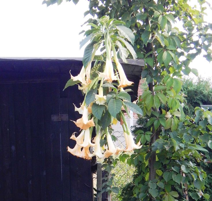Datura brugmansja / beżowa wysokość 40-60 cm