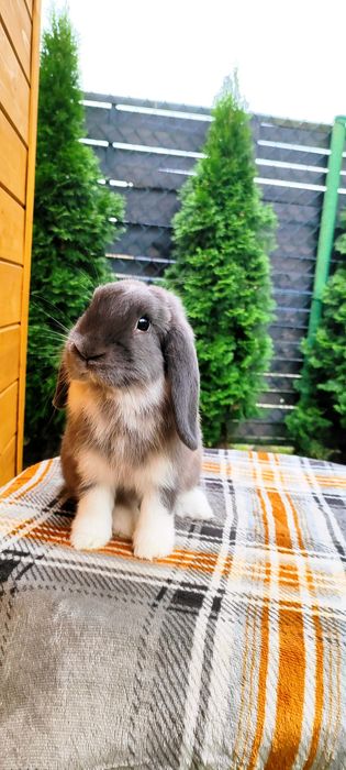 Króliczki rasowe mini lop karzełek baranek miniaturka