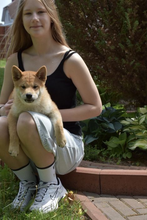 Чудовий малюк Шиба Іну / Shiba Inu