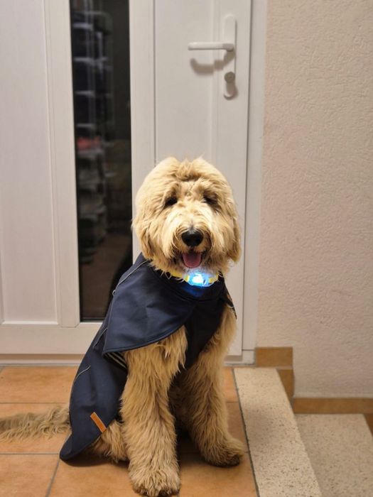 Цуценята лабрадуделі