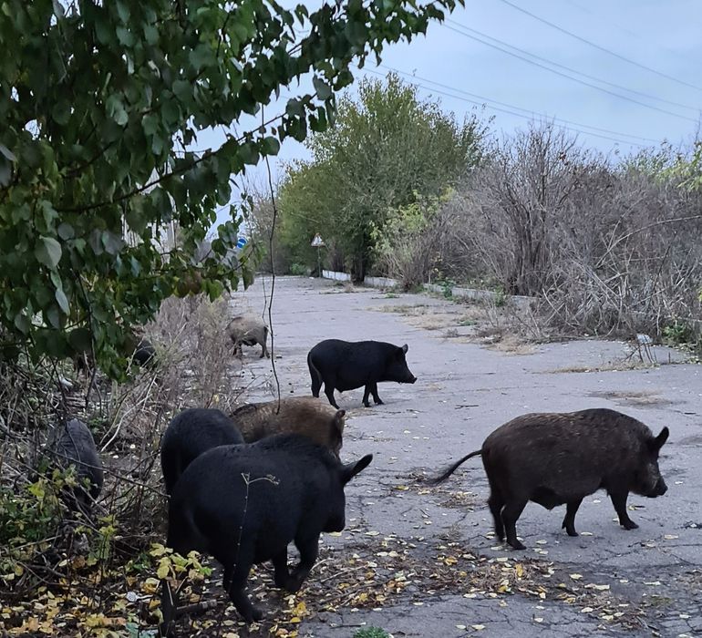 Вьетнамские поросята и кармалы