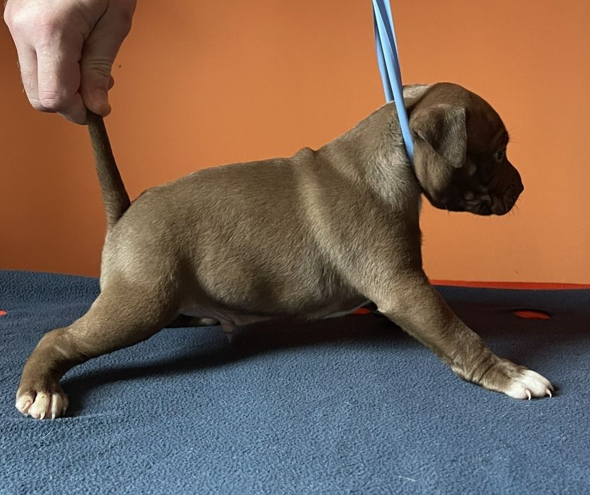 Американський стафордширський тер'єр