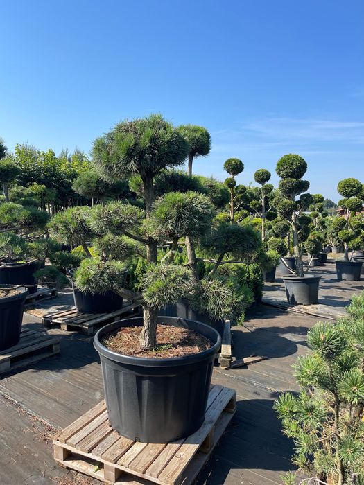 Bonsai Sosna Czarna Niwaki 180-200 cm Cena 2500 zł