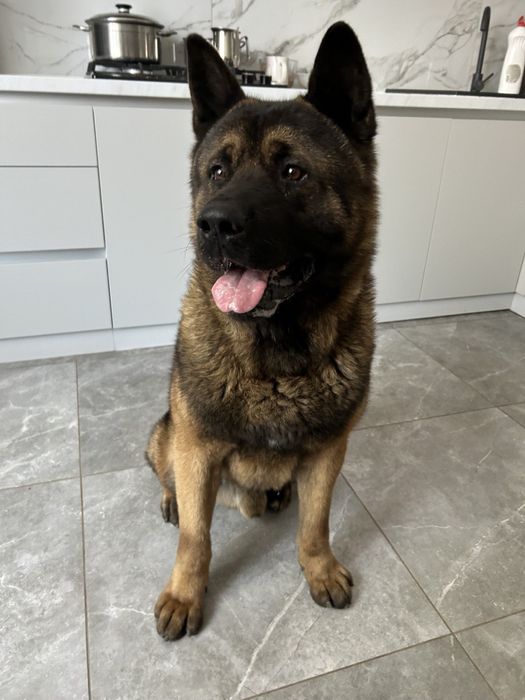 вʼязка американської акіти