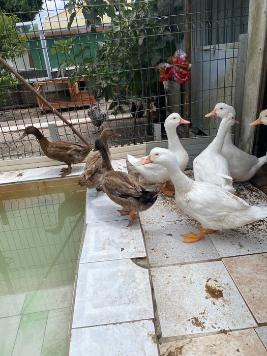 Vendo patos caseiros