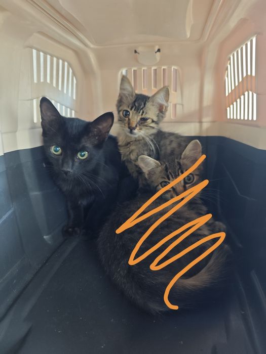 Gatinhos para dar