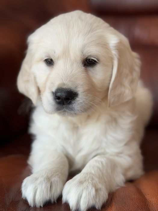Golden Retriever - szczeniak