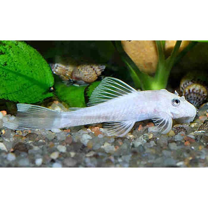 SUPER CENA  Ancistrus zbrojniki glonojad L144 snow white Śnieżno biały