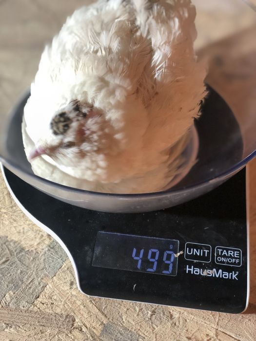 Перепілки. Перепелині яйця.